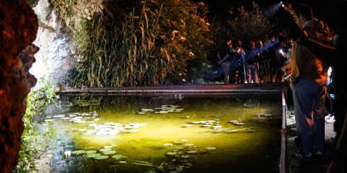 Visite naturaliste du Jardin botanique à la lampe torche