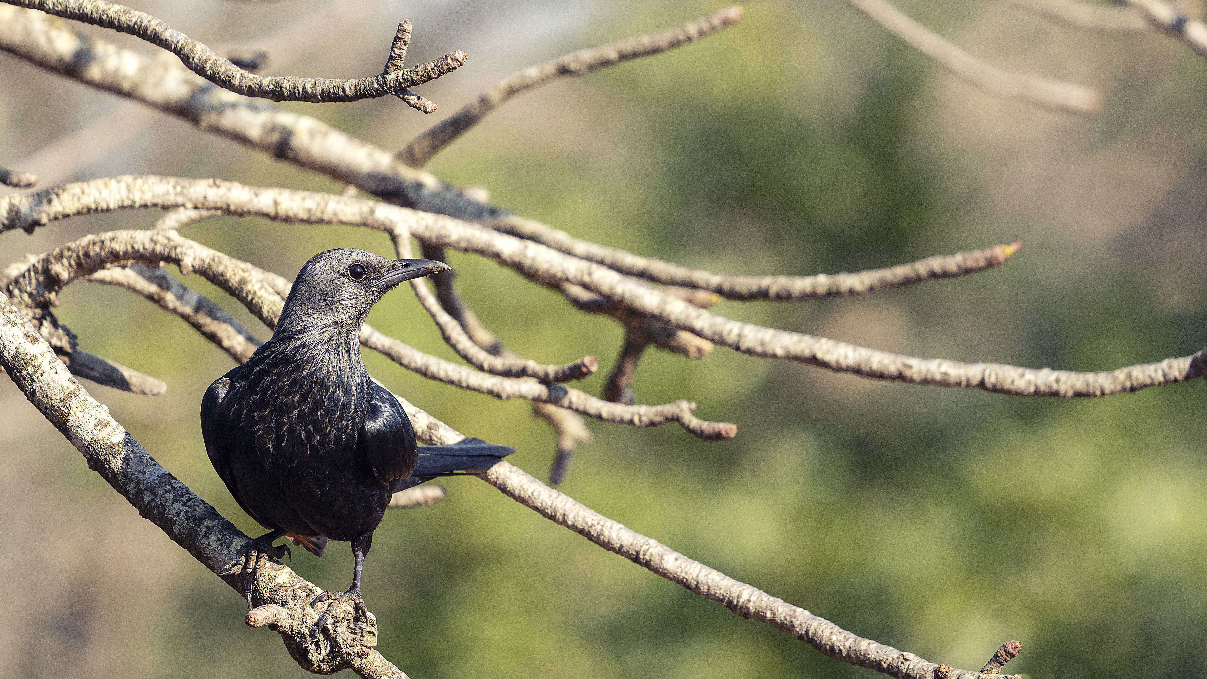 Balade ornithologique