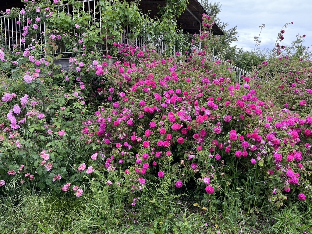 Collection et pépinière de roses au sein d'un verger conservatoire