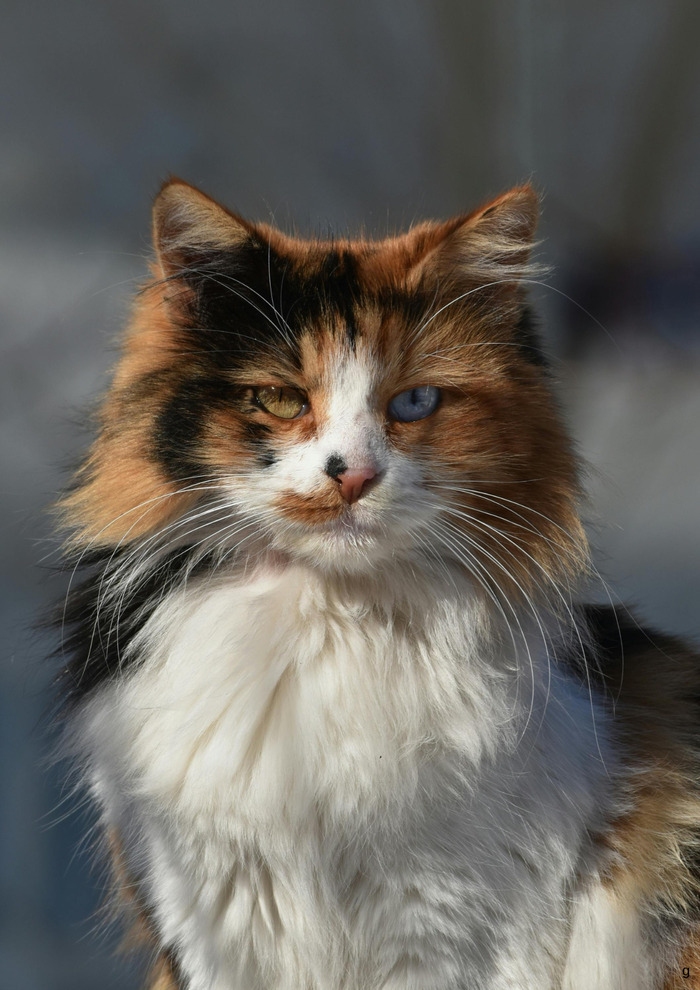 Exposition féline – Concours de beauté