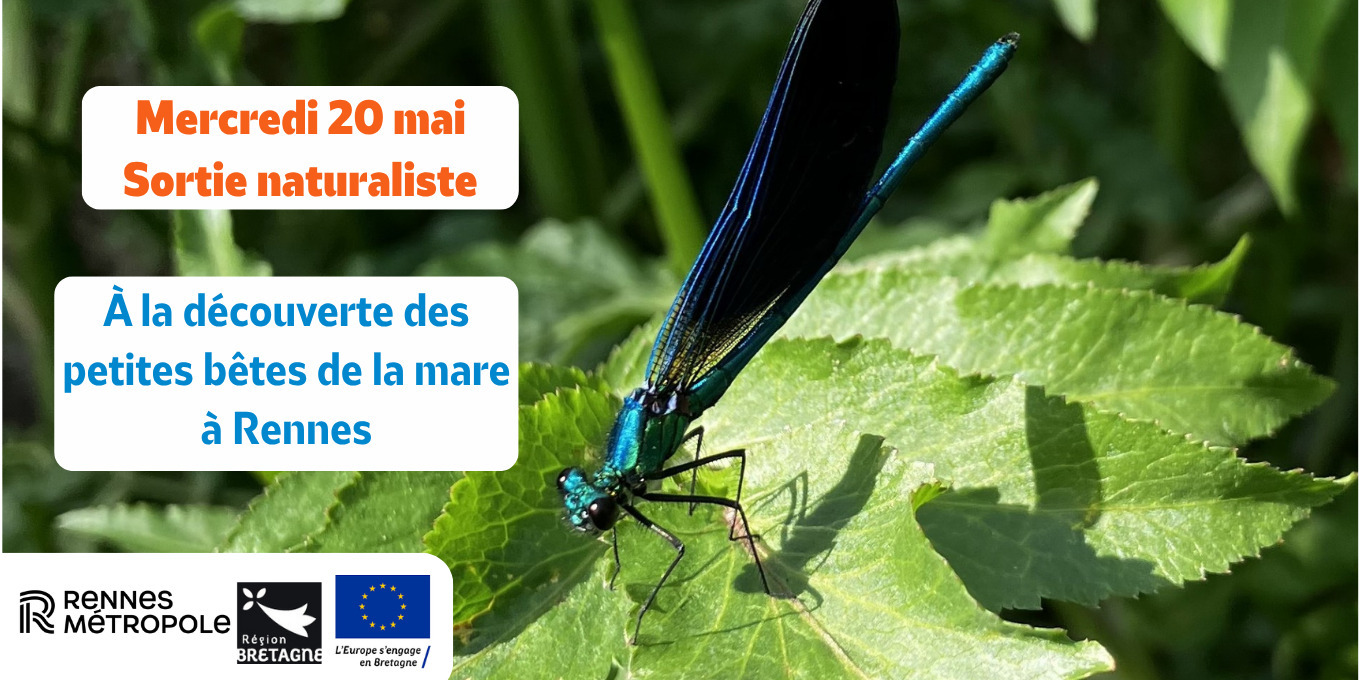 À la découverte des petites bêtes de la mare aux Prairies Saint-Martin à Rennes