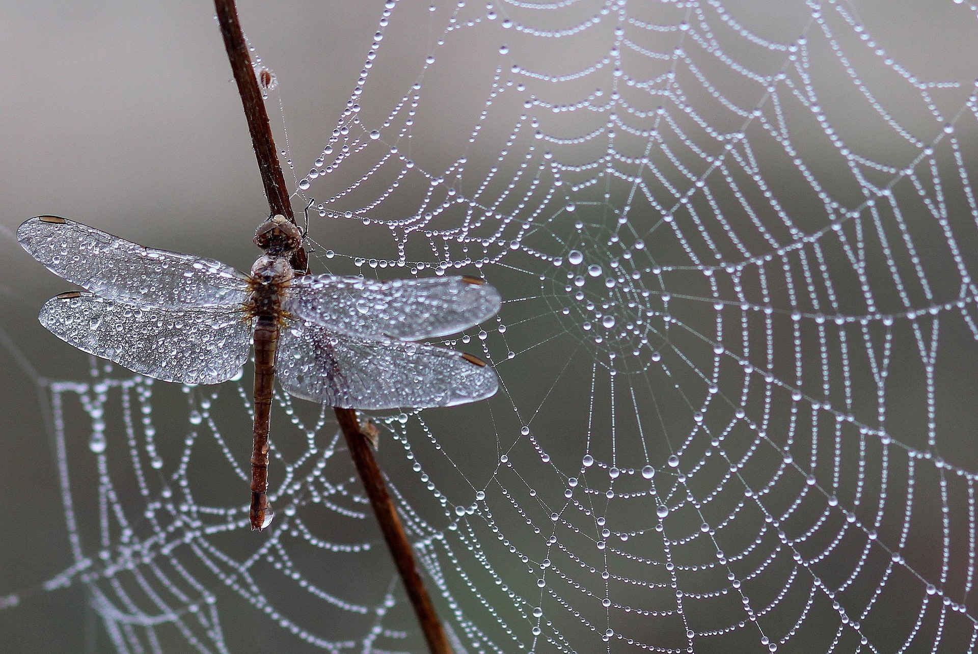 Libellules, papillons, autres insectes, araignées : cherchons les indices de présence et apprenons à les photographier