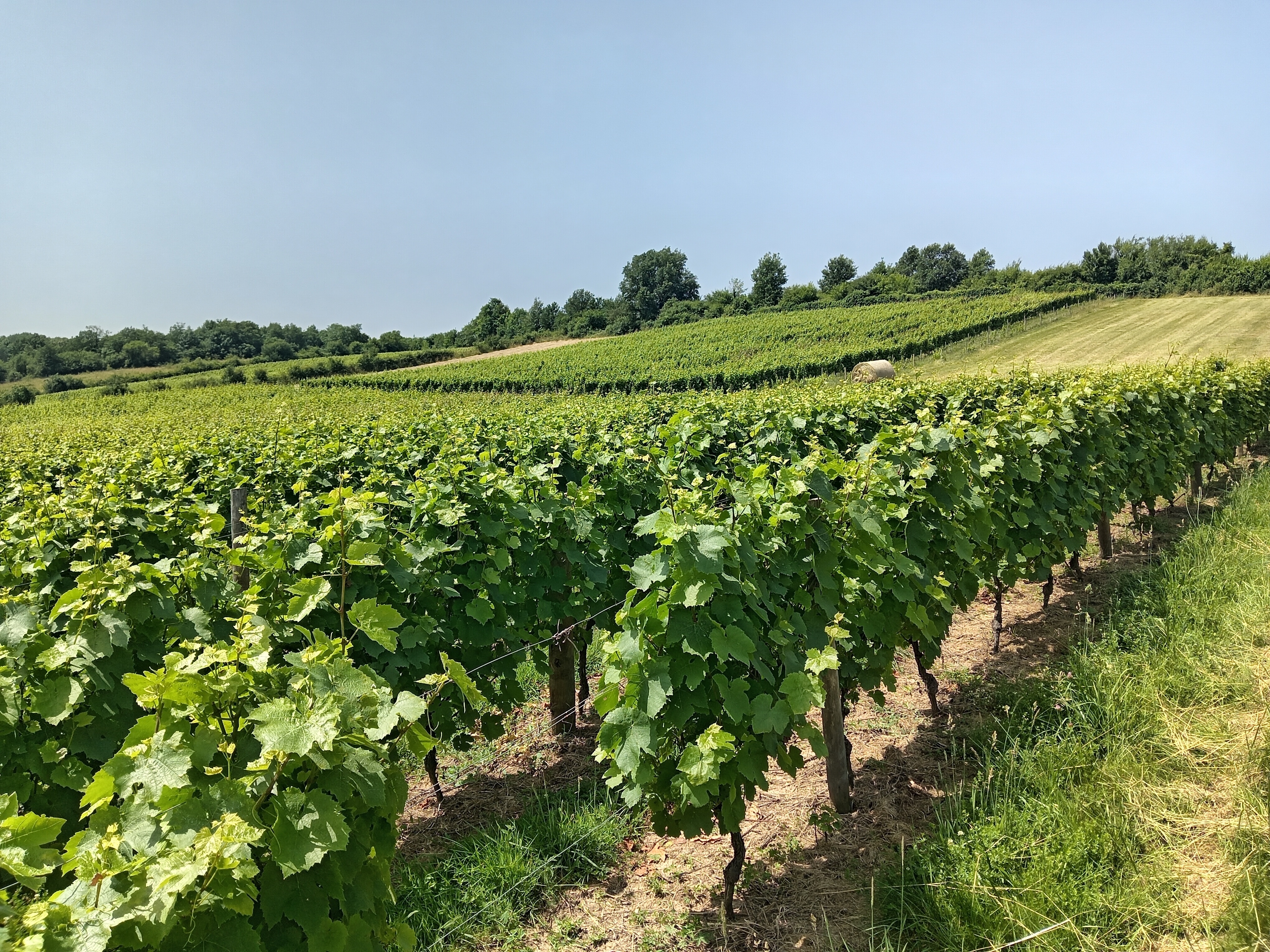 Visite commentée du CONSERVATOIRE NATIONAL DU GAMAY
