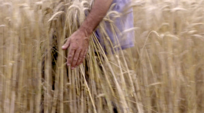 Du travail paysan au travail documentaire : les films et le parcours de Jean-Jacques Rault