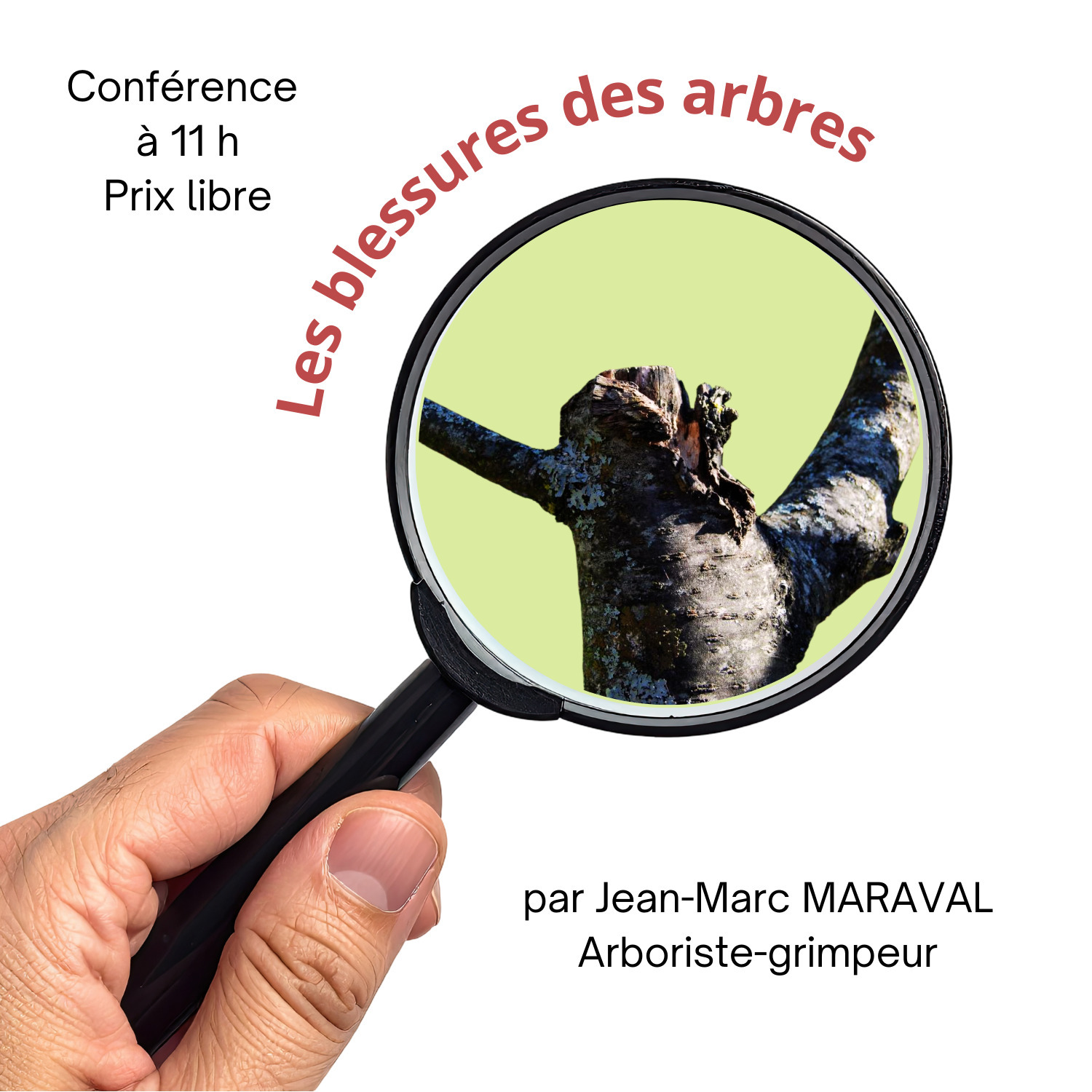 La réaction des arbres face aux blessures