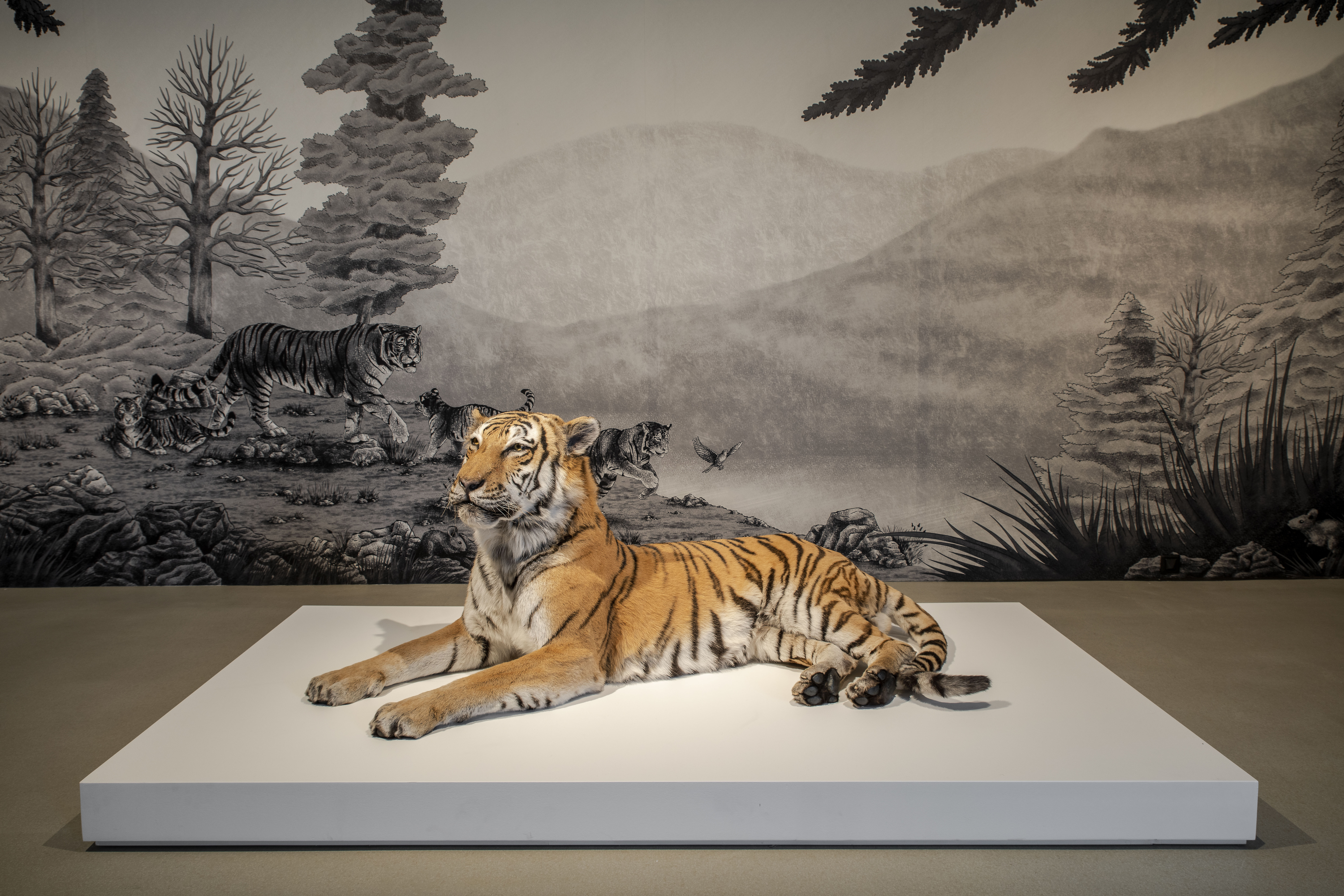 Visite guidée de l’exposition « L’état sauvage. L’animal dans les collections du MAMCS et du Musée Zoologique »
