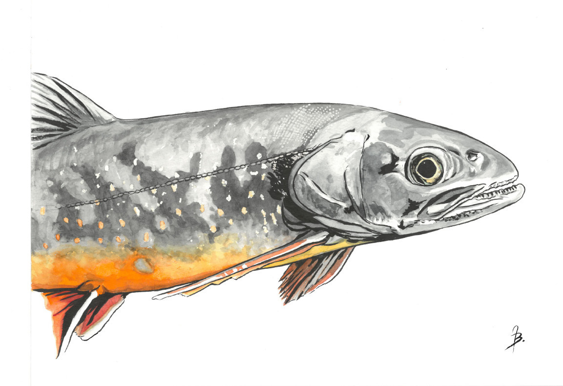 Rencontres aquatiques, à la découverte des poissons du Léman - Animation famille