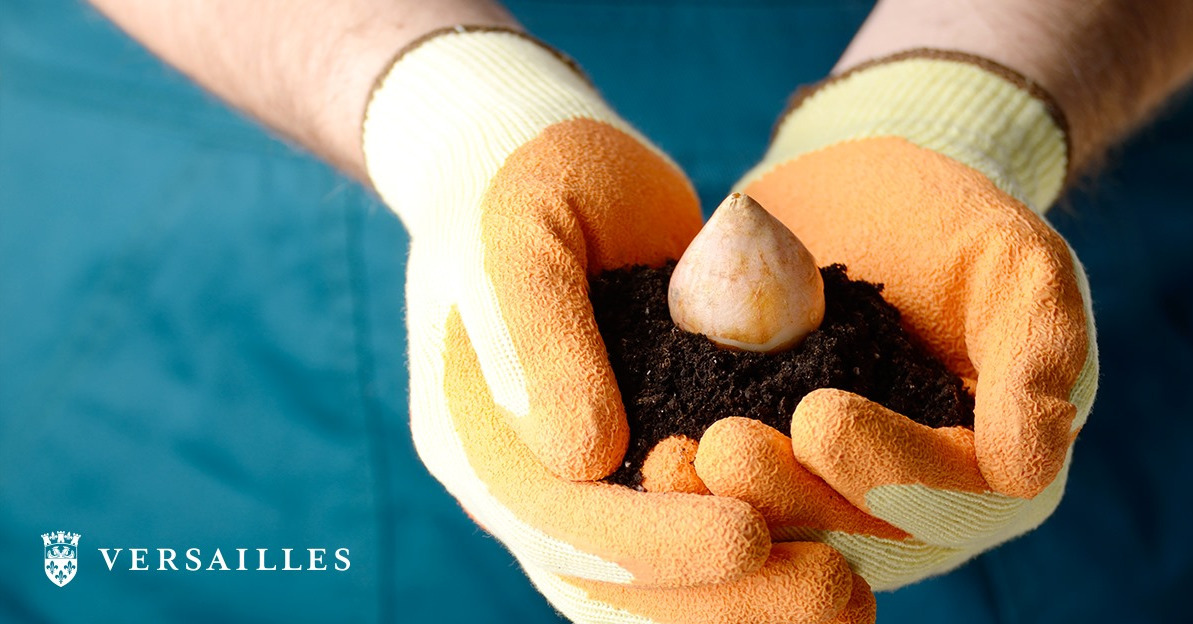 Distribution gratuite de bulbes