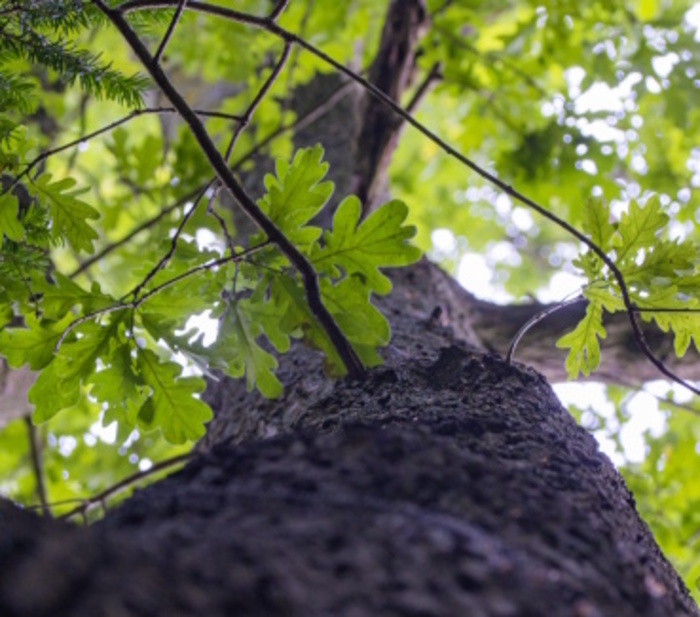 Histoires d'arbres : couleurs et mythologies