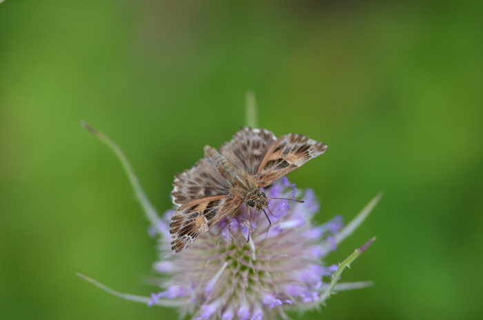 Balade naturaliste : "Le bal des papillons"