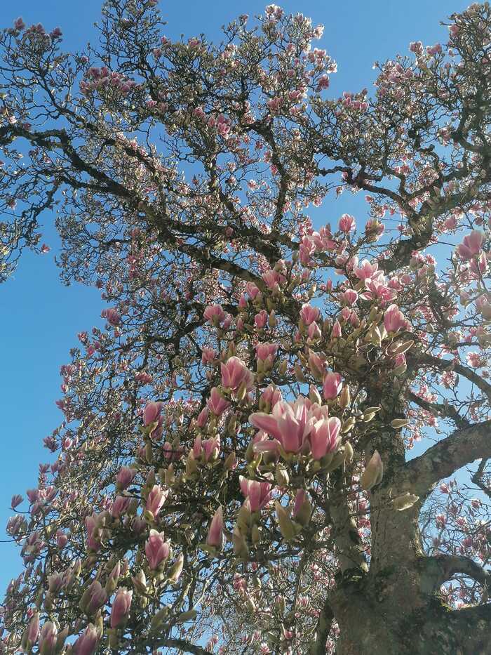 Balade contée au Jardin Public