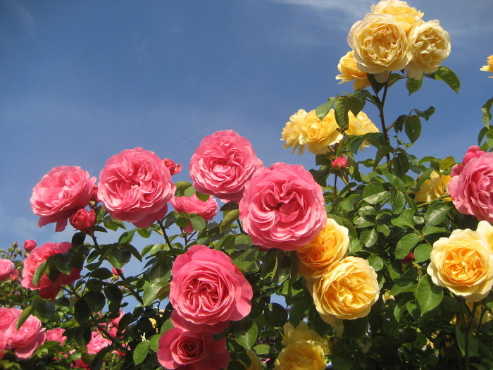 Le jardin des mille fleurs