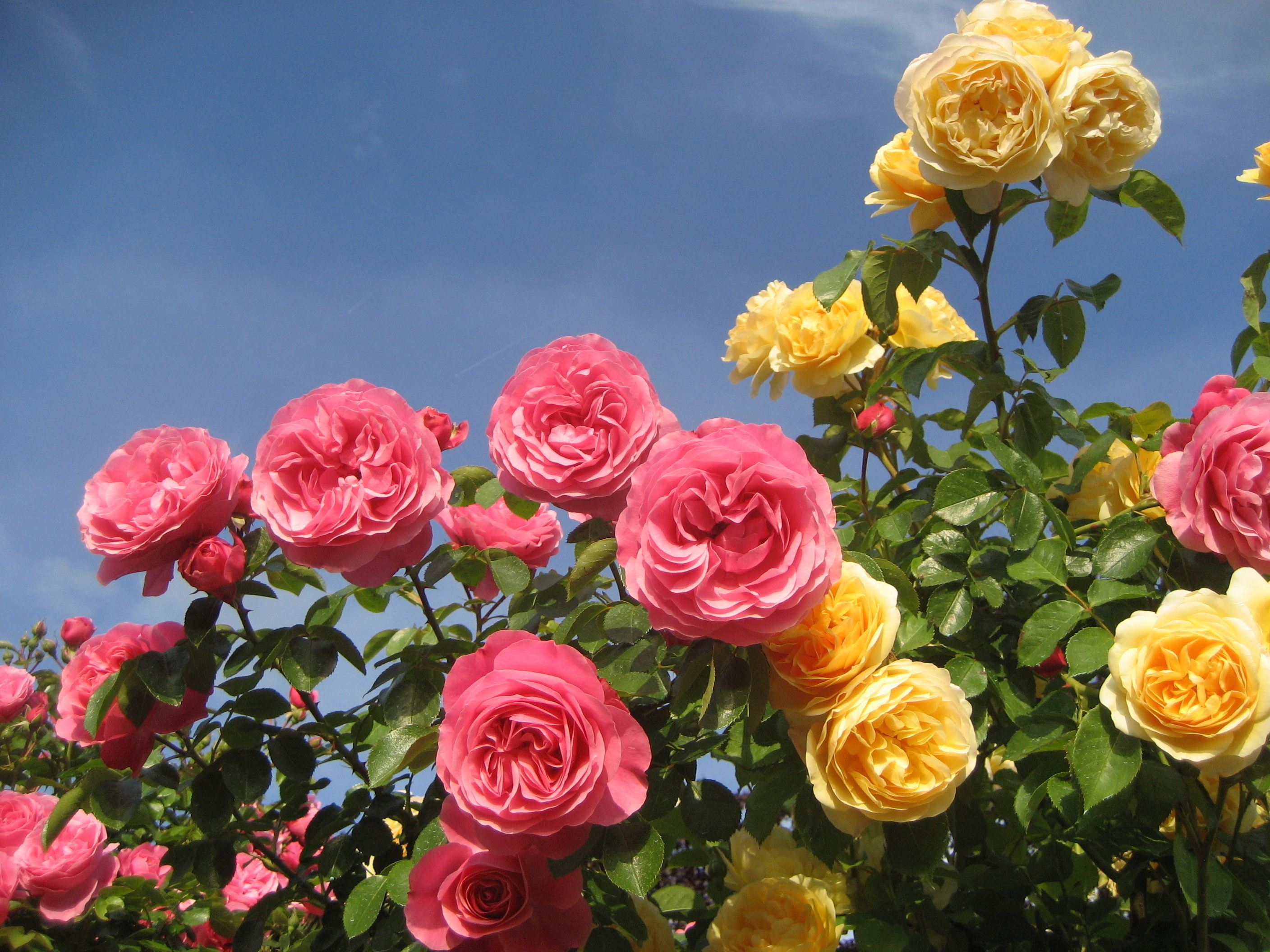 Visite commentée du jardin des mille fleurs