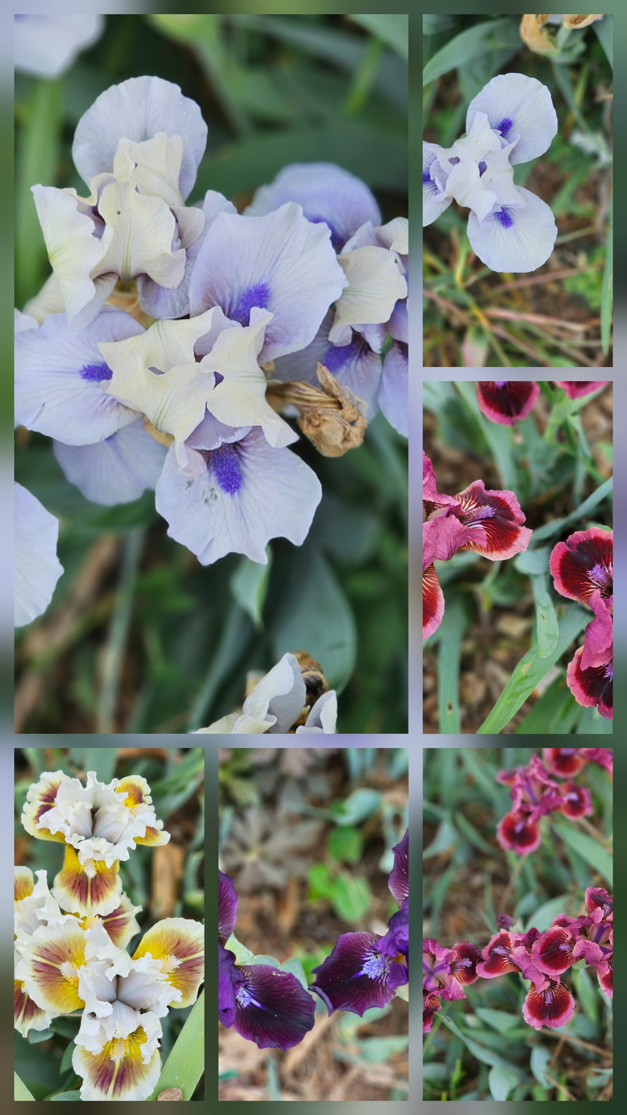 Les Iris de Laura Buonadonna