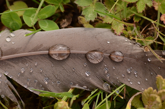 Naturalist walk: "Secrets of feathers"