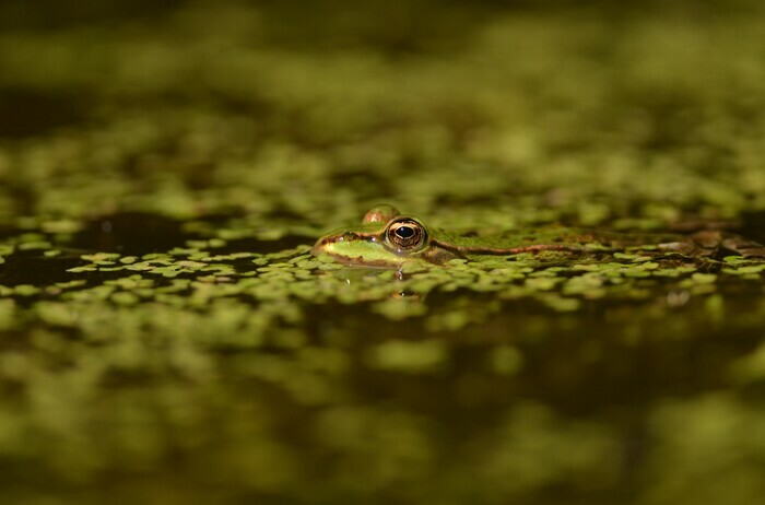 Feast of the Ponds