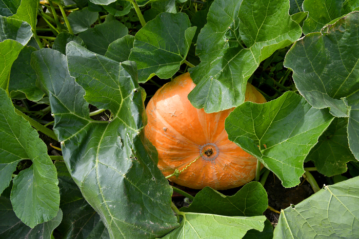 Fête de la citrouille