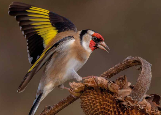 Mon petit Muséum : Les oiseaux du coin