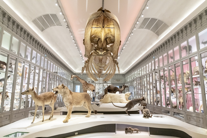 « Orang-Hutan, l’homme de la forêt » au Muséum de Bordeaux