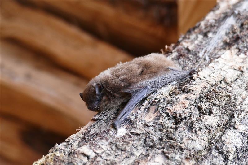 À la découverte des chauves-souris