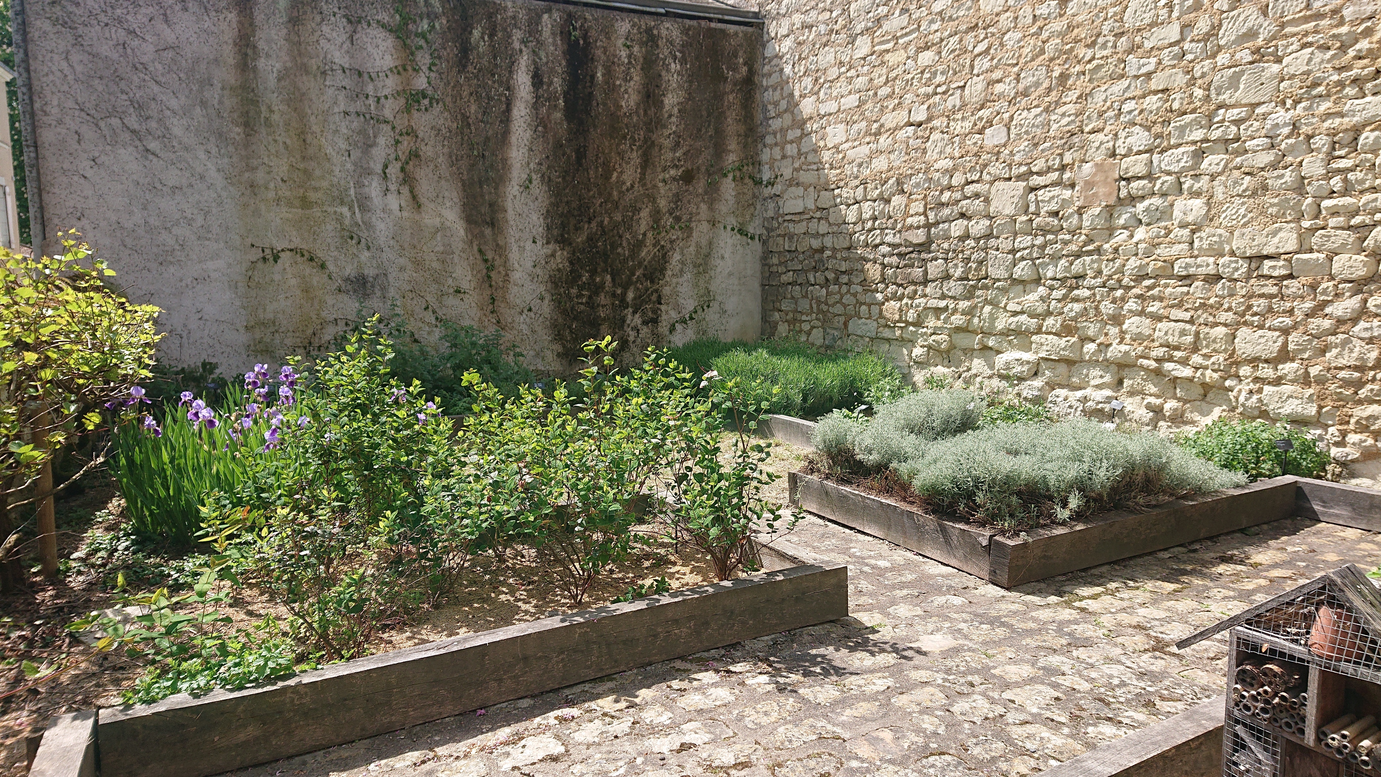 Visite commentée de l'exposition et des jardins médicinaux de Loudun