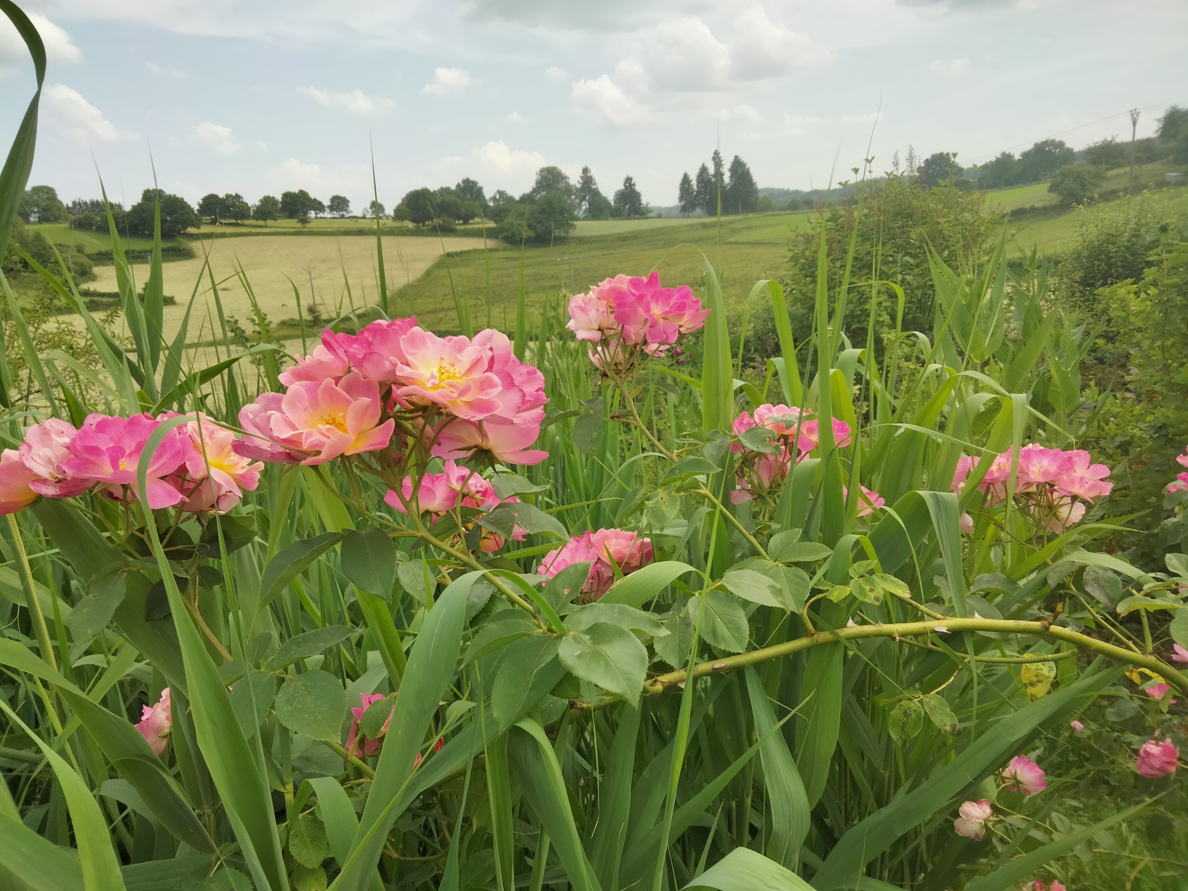 Balade au jardin