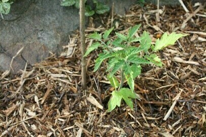 Compostage et gestion des ressources au jardin (3)