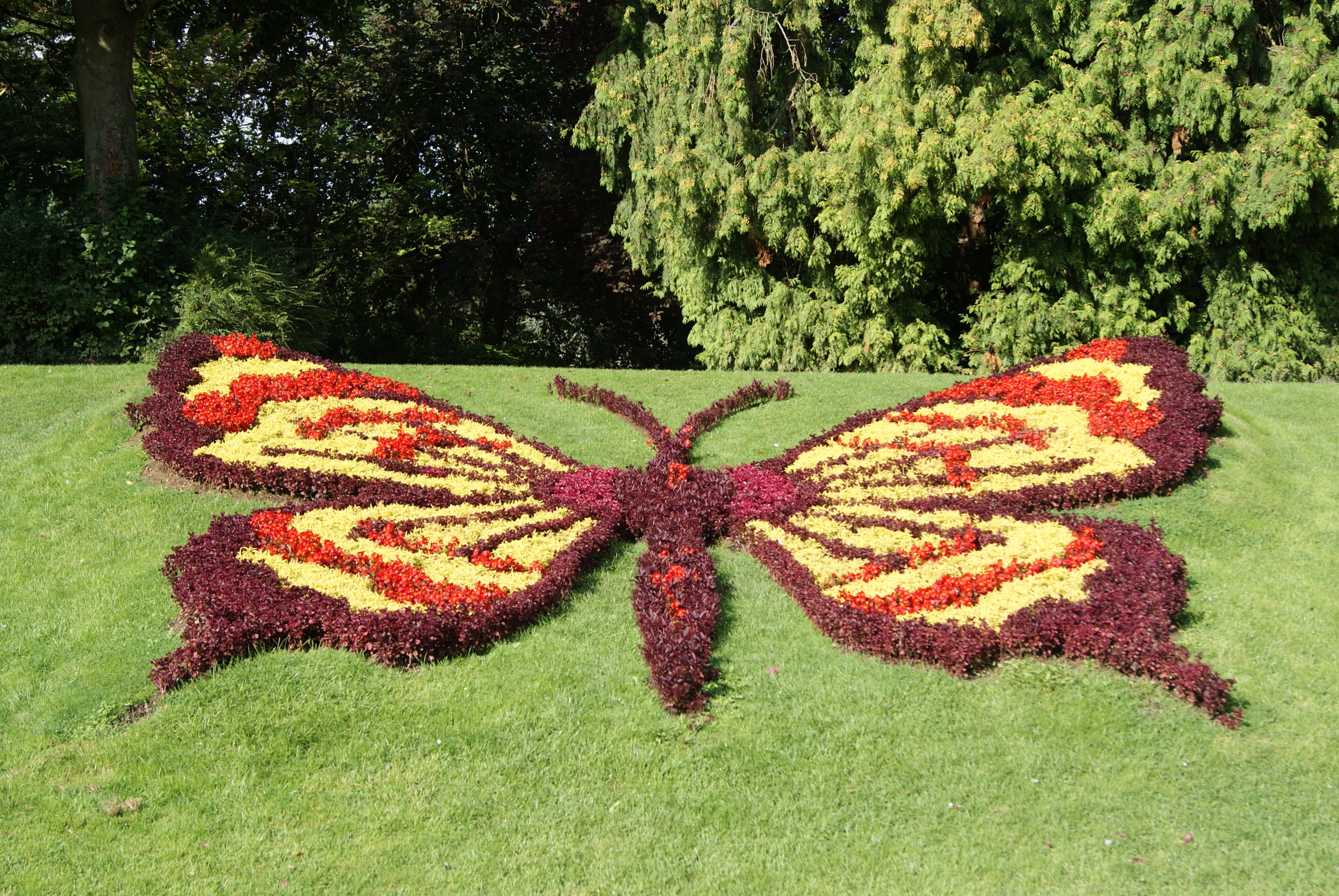 Le papillon de Cambrai