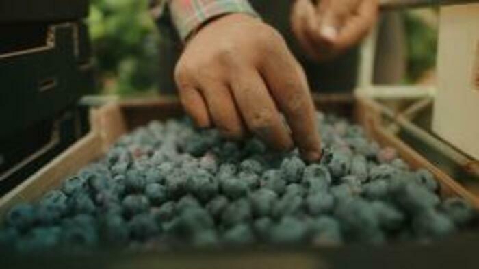 Ciné-débat sur le film documentaire « The Pickers : fruits amers »