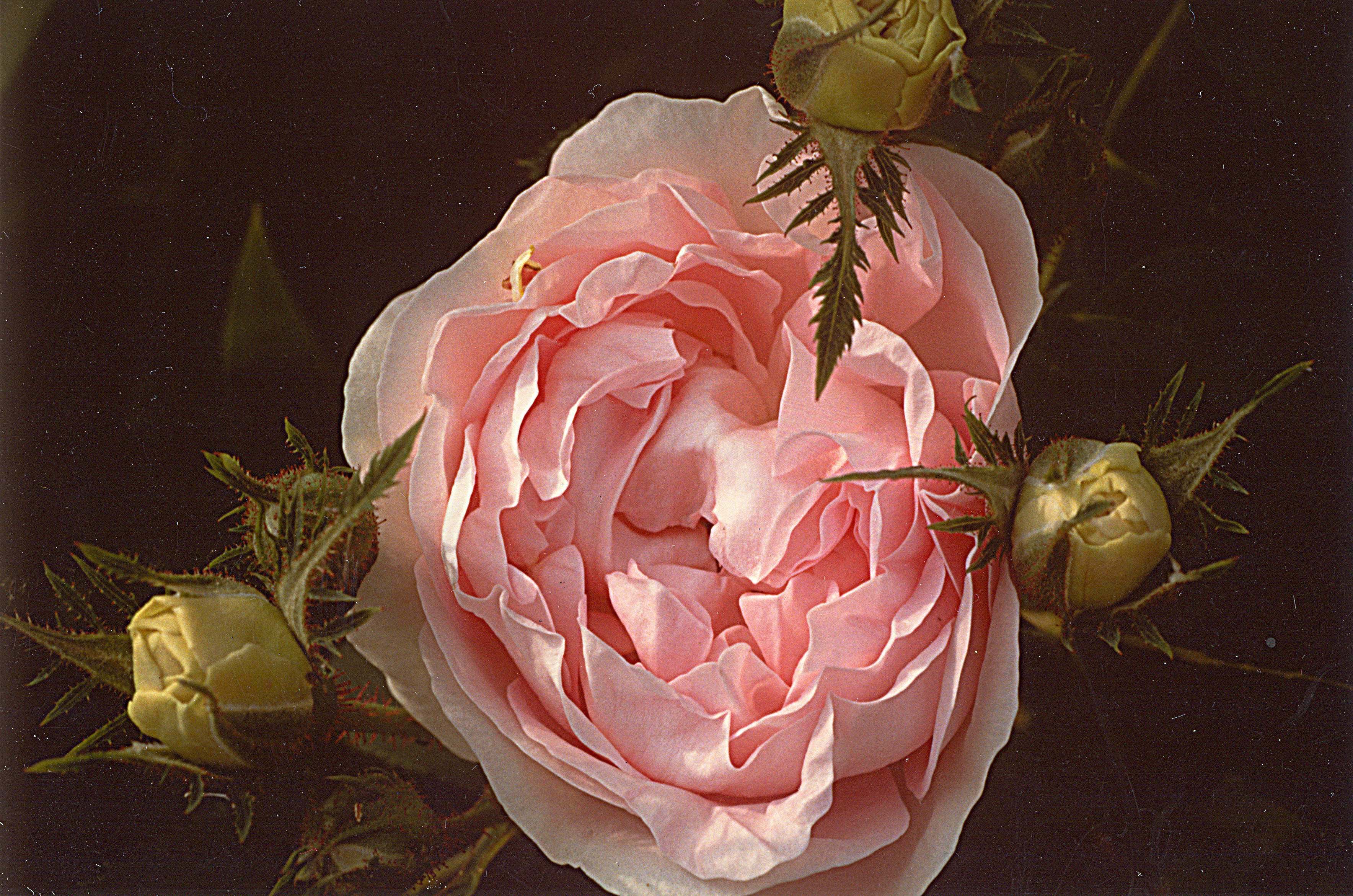 Une visite guidée à la découverte des roses anciennes du "Il Giardino delle Rose" de Maria Giulia Cimarelli.