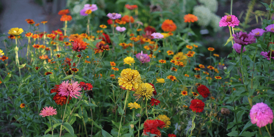 Jardin : mise en fleurs
