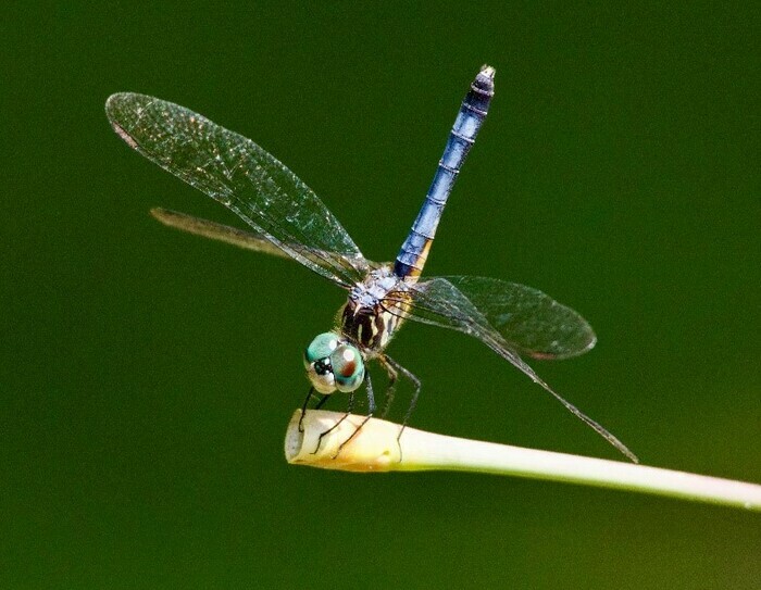 Balade naturaliste : "Le ballet des libellules"