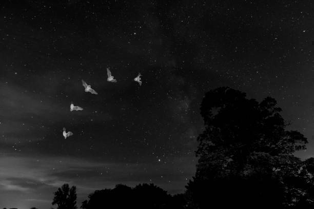 CHAVILLE - A la découverte des ombres volantes et autres animaux nocturnes !