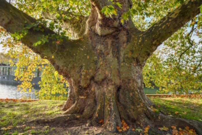 Voyage au centre de l'arbre