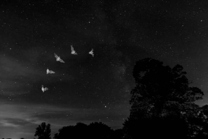 Parc Brimborion