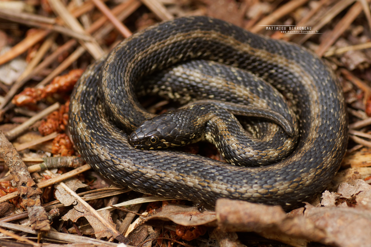A la découverte des reptiles et amphibiens de la Réserve Naturelle Dune et Marais d'Hourtin