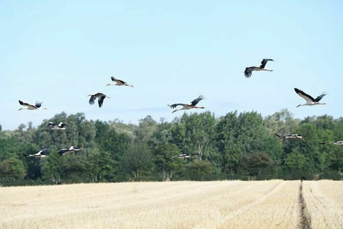 Balade naturaliste : incroyables migrateurs !