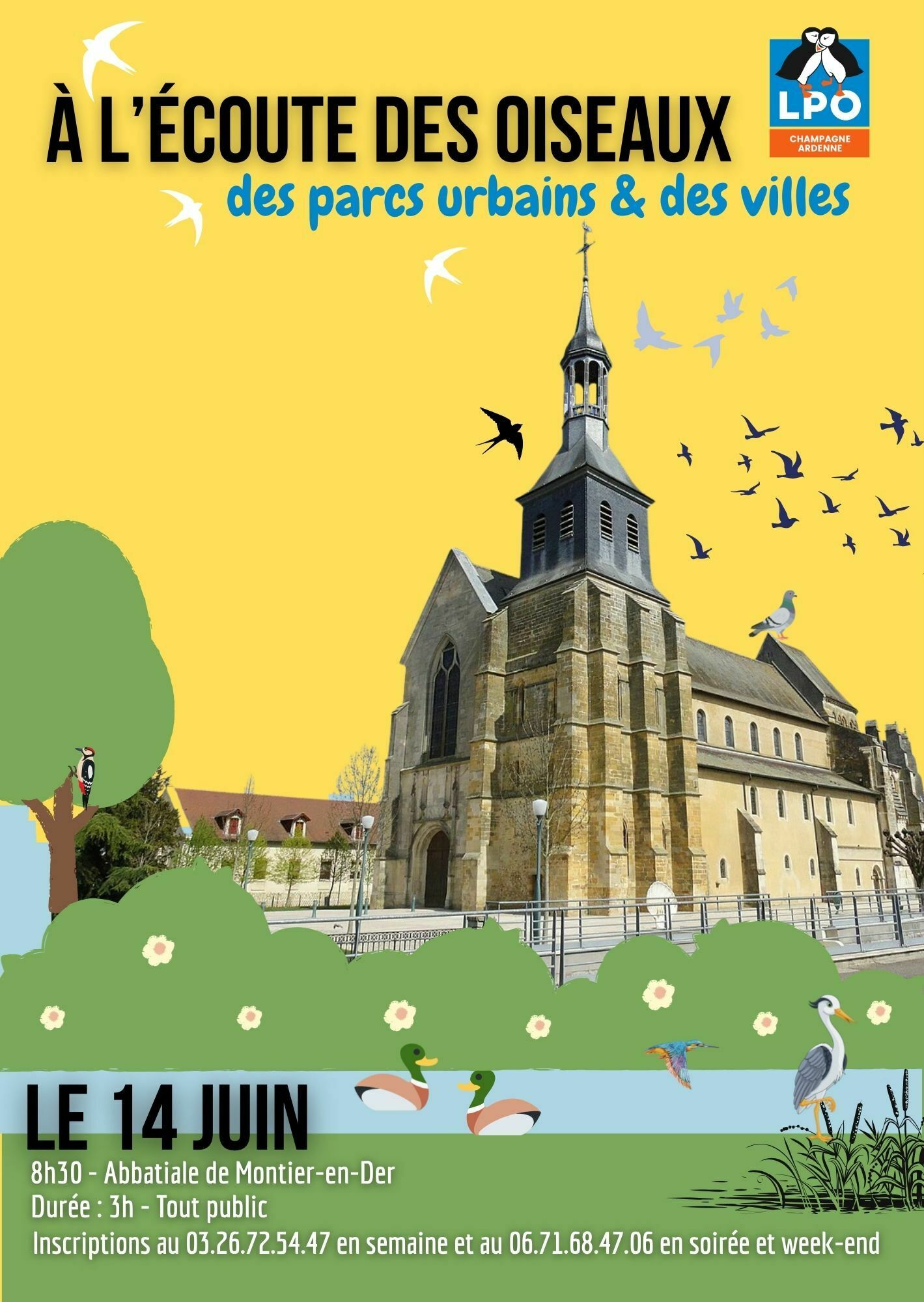 A la découverte des oiseaux des parcs urbains et des villes