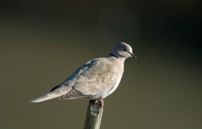 Apprendre à reconnaître les oiseaux