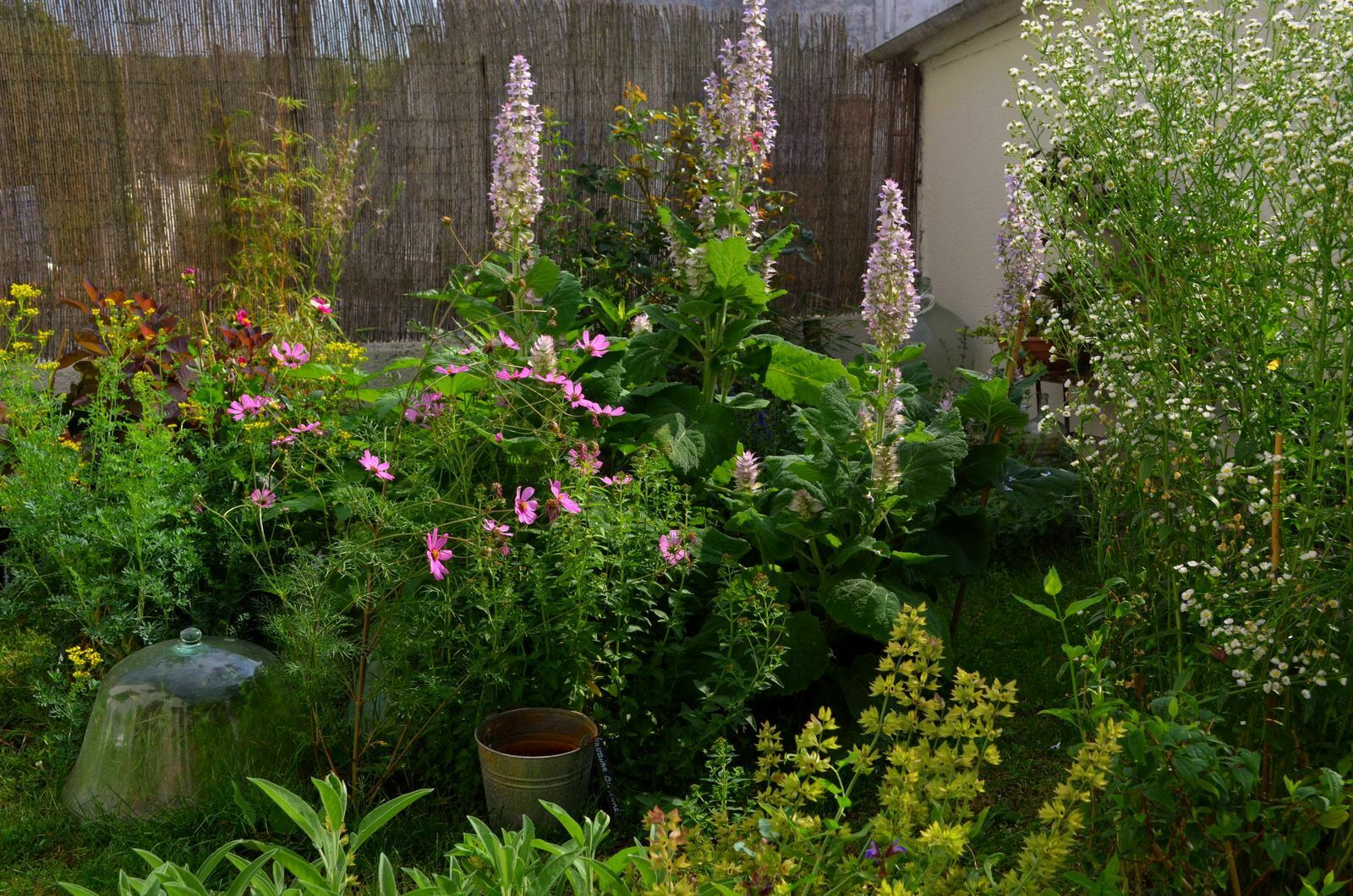 Visite découverte d'un petit jardin de plantes aromatiques, comestibles, médicinales et ornementales.