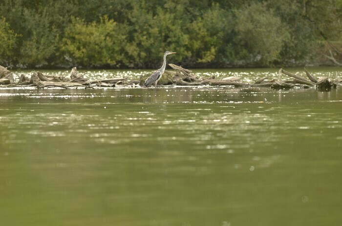 Balade naturaliste : les ailes du crépuscule