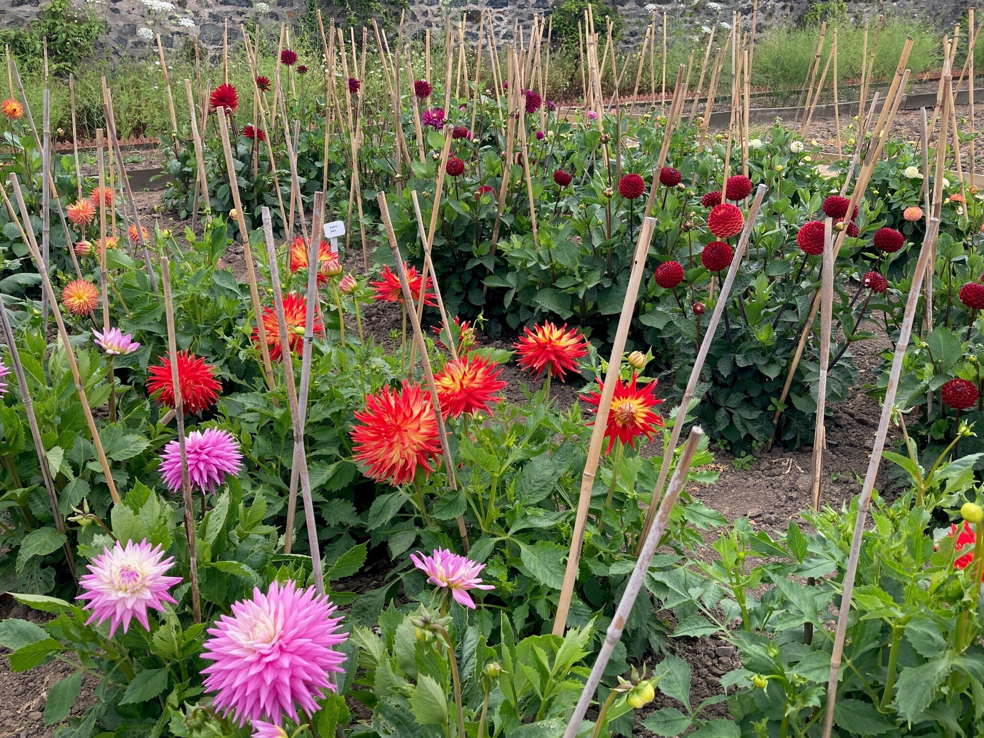 Une ouverture de jardin exceptionnelle à la résidence du gouverneur