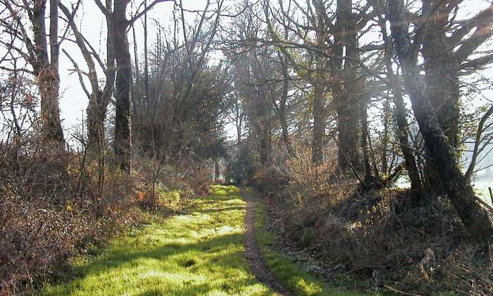 Valorisation du bois des haies des exploitations agricoles Le 12 mars 2025