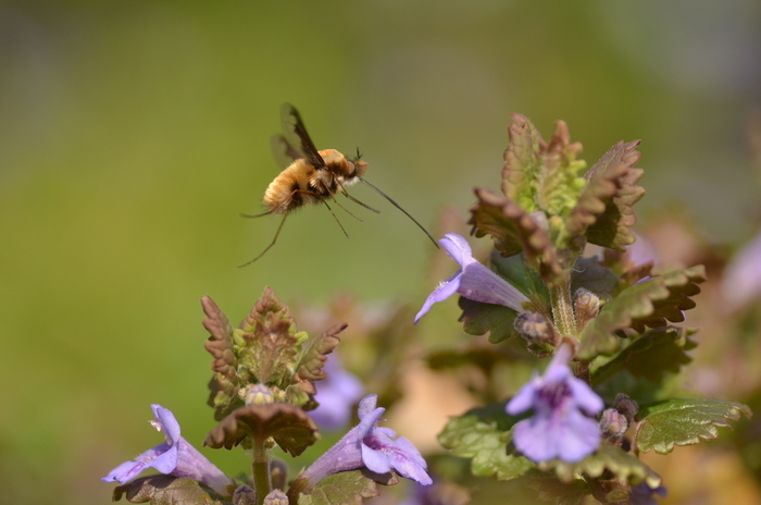 Naturalistic walk: "The beautiful words of nature"