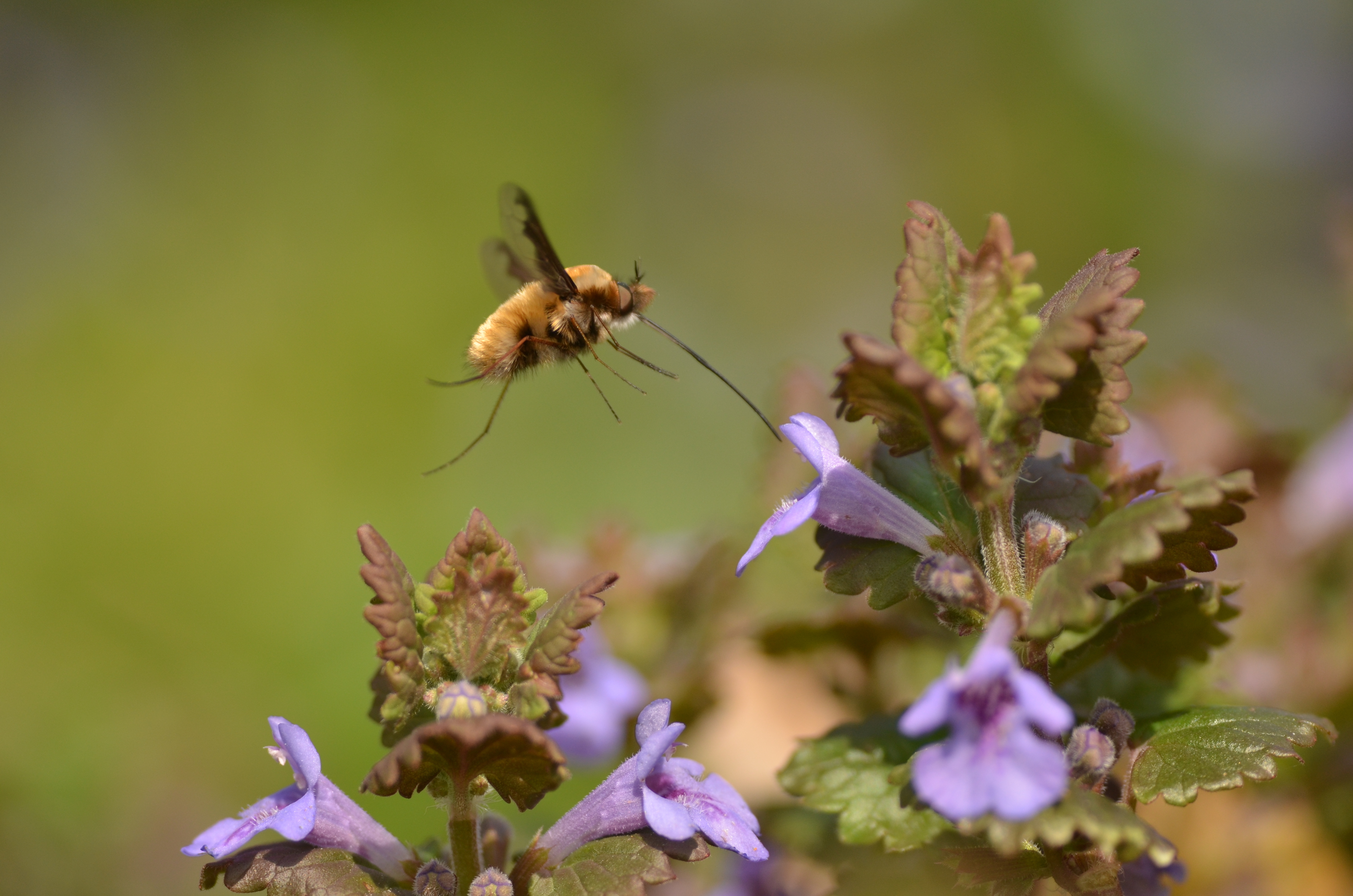 Balade naturaliste : "Les beaux mots de la nature"