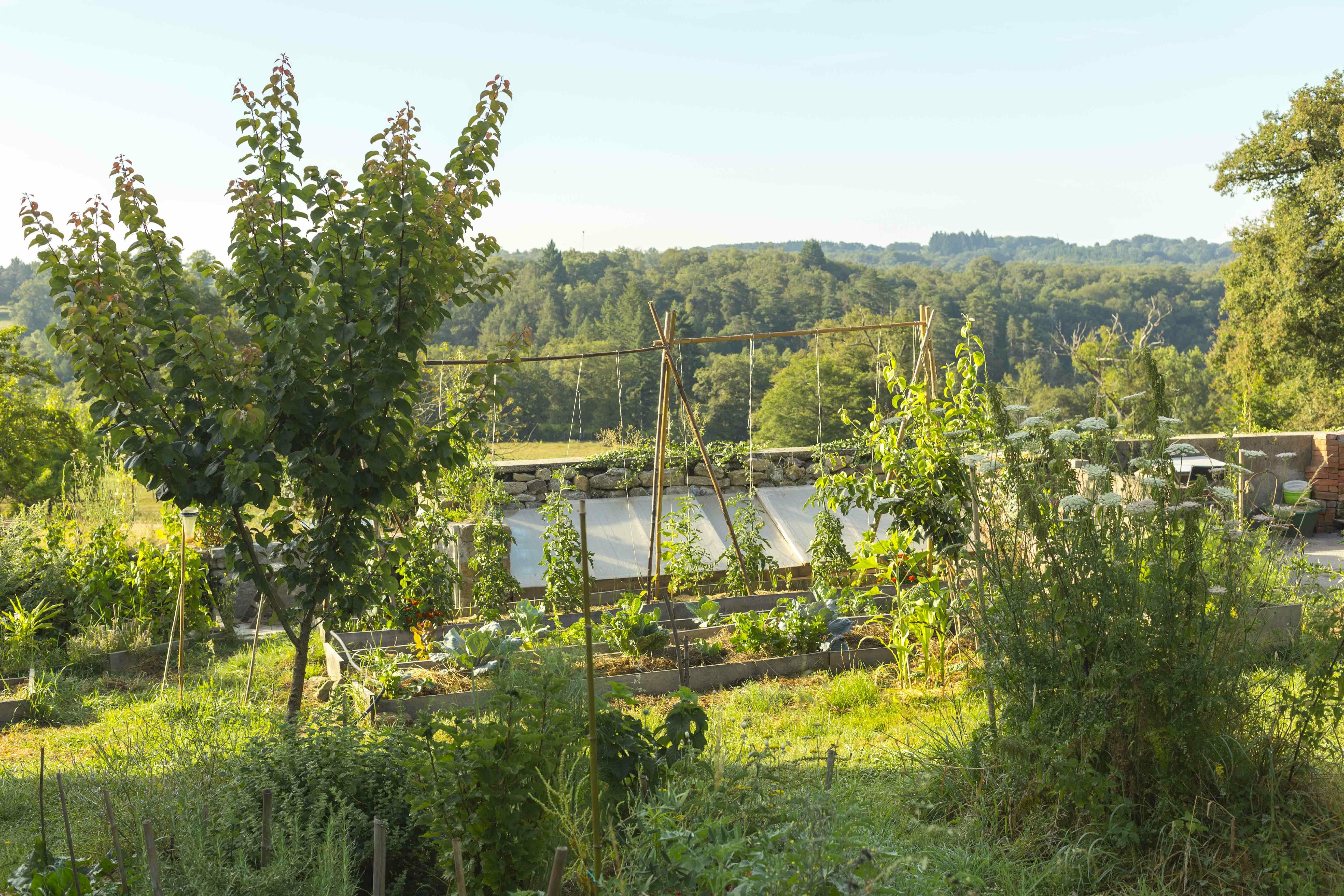 Imiter la forêt au jardin avec le jardin-forêt