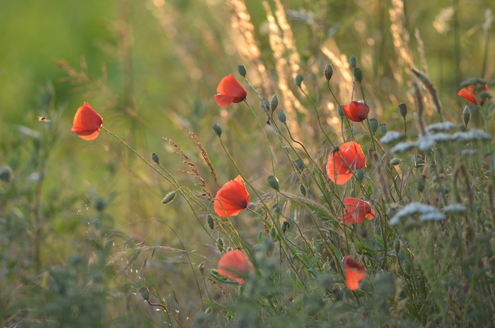 Balade naturaliste : les plantes, un monde en compétition