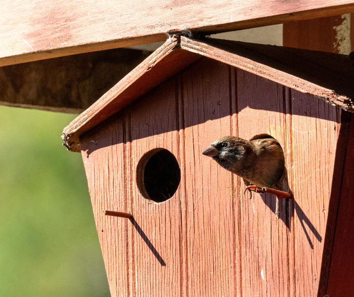 Ateliers confection de kits d’observation des oiseaux