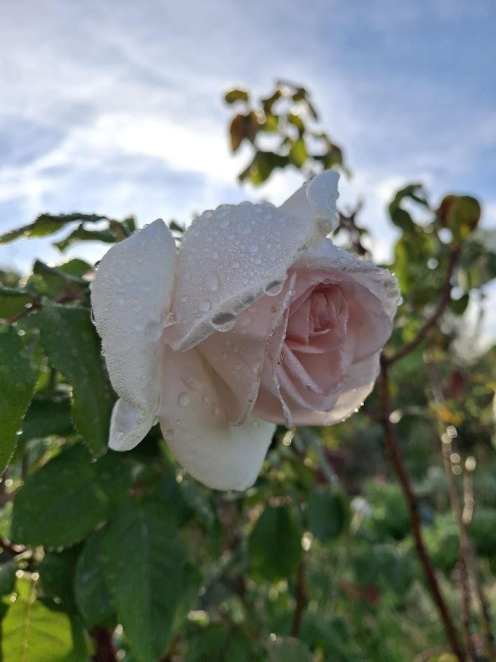 Visite du chef jardinier