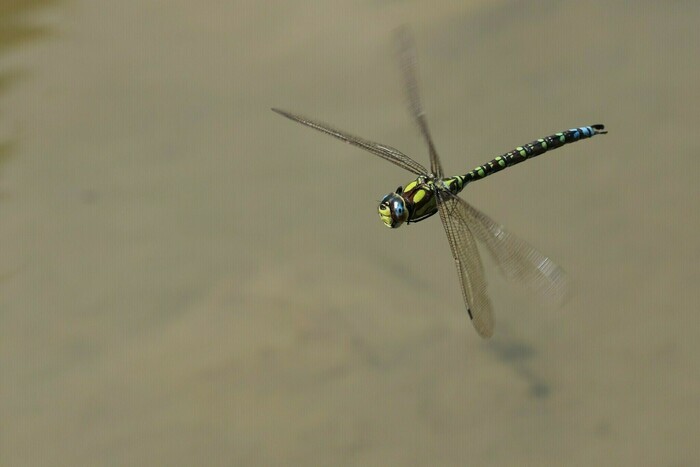 Discovering dragonflies in the Parc des Eaux-Vives